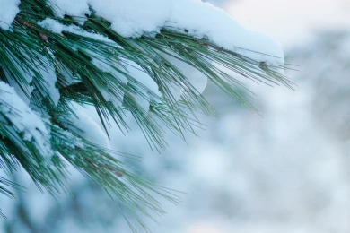 Главное за ночь. Россию ждёт аномально холодная зима