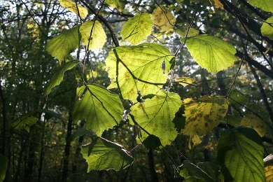 Прогноз погоды в Воронеже на субботу, 11 октября