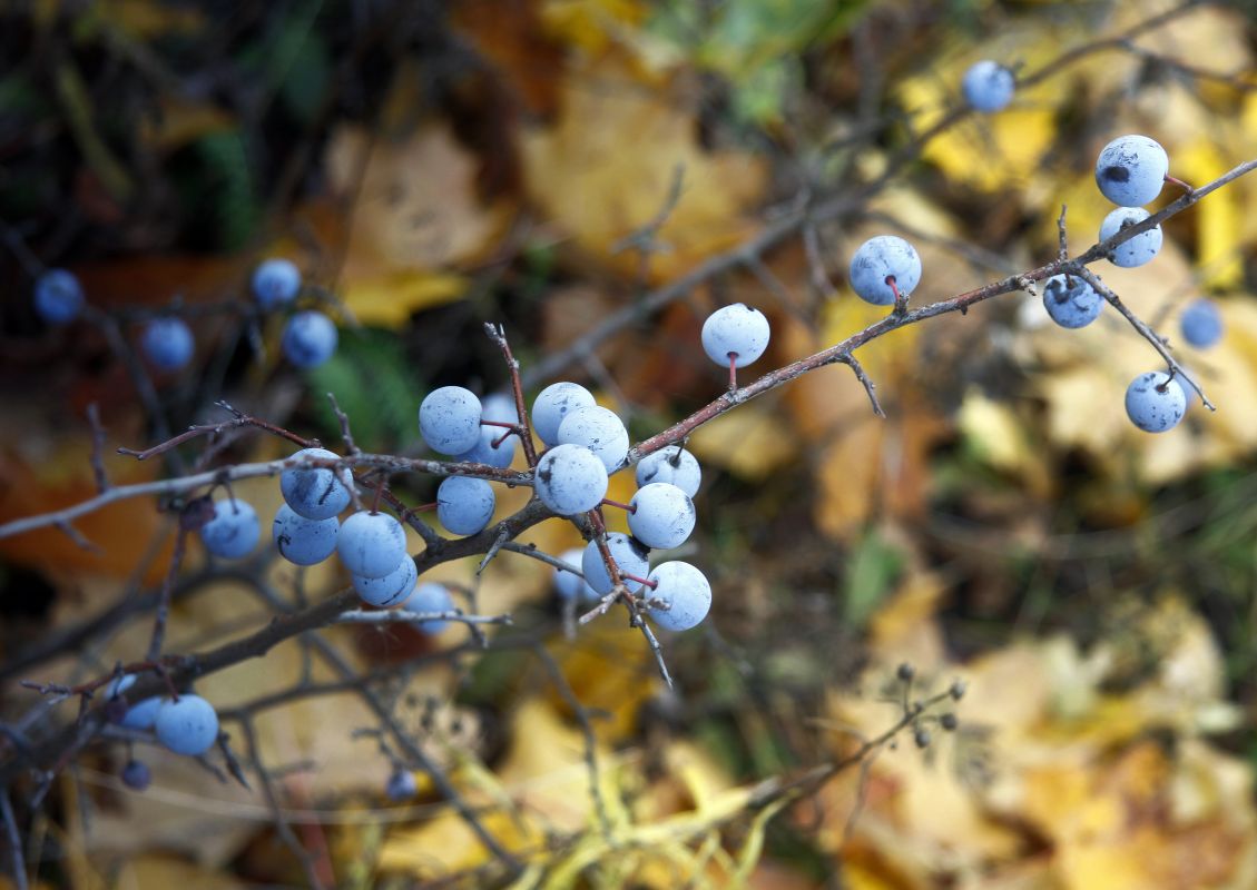 Прогноз погоды в&nbsp;Воронеже на&nbsp;воскресенье, 12 октября