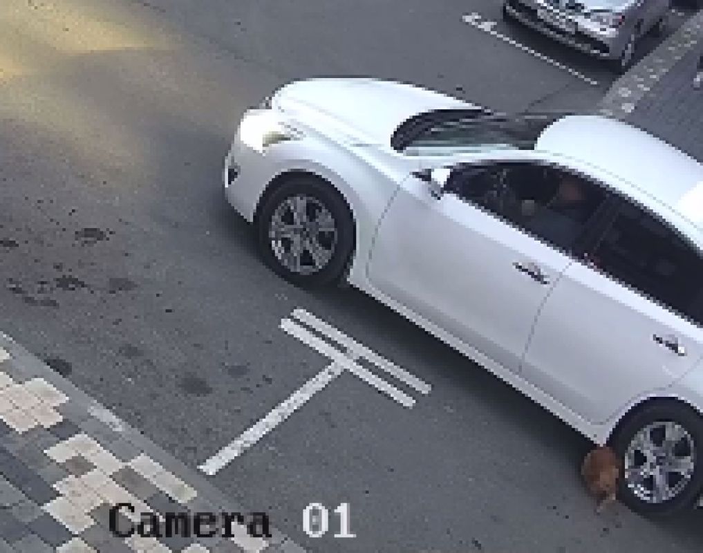 Полицейские нашли изверга, переехавшего собаку в воронежском ЖК&nbsp;