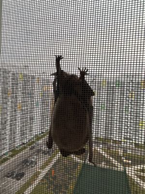 Ты дома один? Необычный гость пожаловал к воронежцу в квартиру