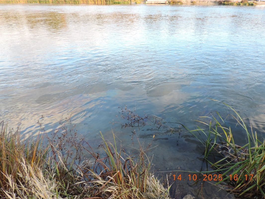 О загрязнении реки Дон сообщат в полицию