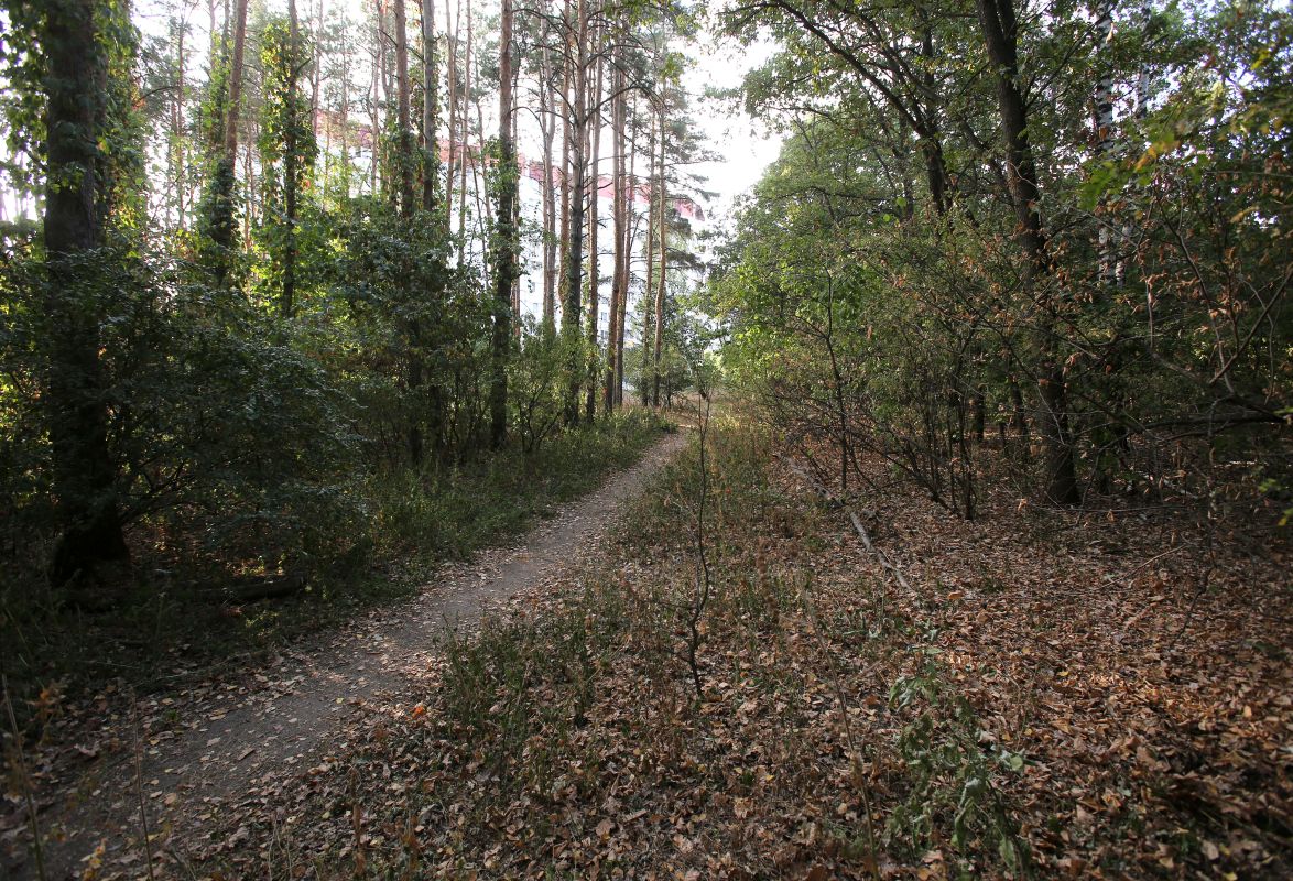 Две женщины и ребёнок заблудились в лесу в Воронежской области