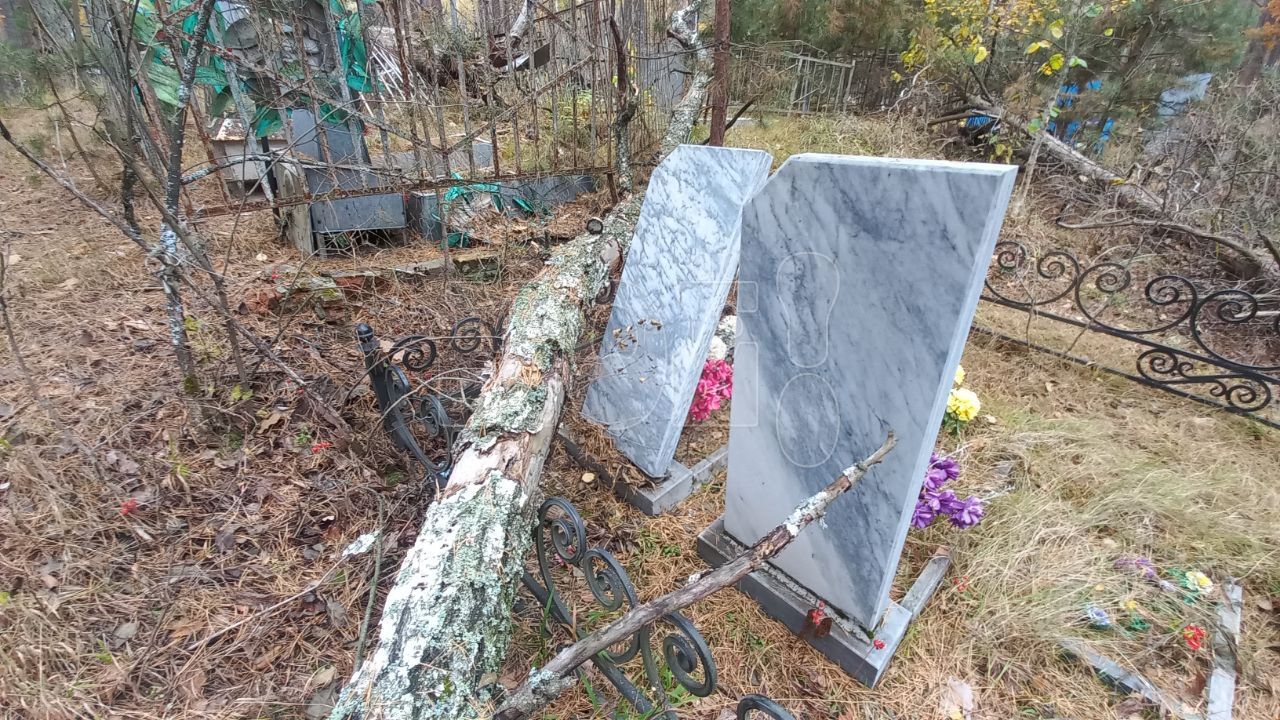 Сухие деревья разрушают захоронения на&nbsp;кладбище в&nbsp;Воронеже