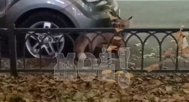 Дикого хищника заметили прямо в центре Воронежа