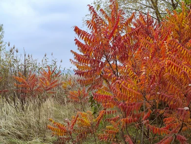 Прогноз погоды в Воронеже на вторник, 21 октября