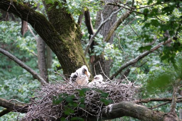 В курских лесах обнаружено первое гнездо черного аиста