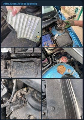 Об уничтожающих машины крысах сообщили воронежцы