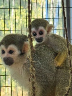 В Белгородском зоопарке родился детеныш саймири