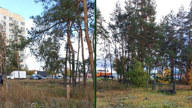Кто и зачем задумал вырубить рощу в воронежском микрорайоне?
