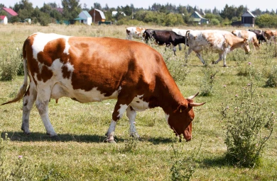В Воронежской области безостановочно сокращается поголовье коров
