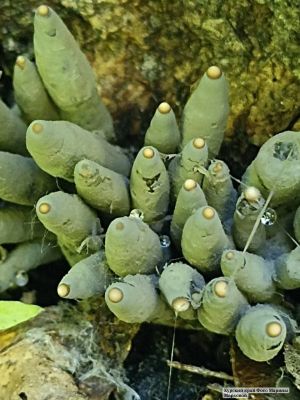 Грибники в курском лесу нашли пальцы мертвеца