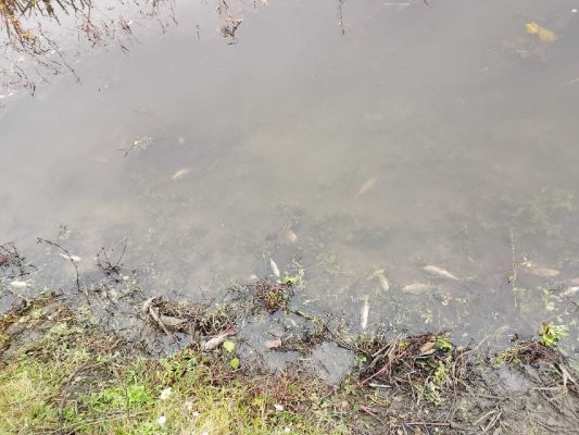 В Курской области выясняют причины замора рыбы на реке Сейм 