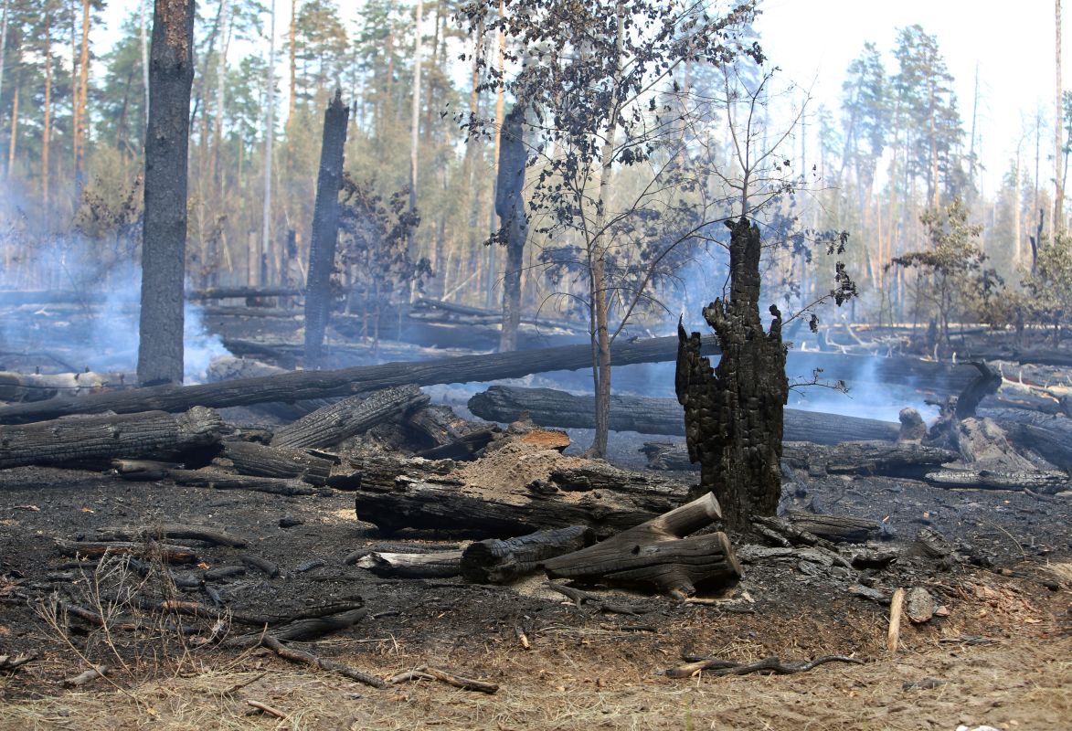 Жечь древесину в&nbsp;лесах начали в&nbsp;Воронежской области
