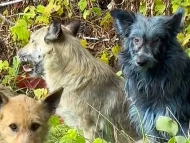 Синие собаки в Чернобыле шокировали местных жителей и экспертов