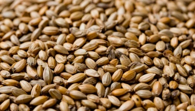 Запретные семена продавали в Воронежской области