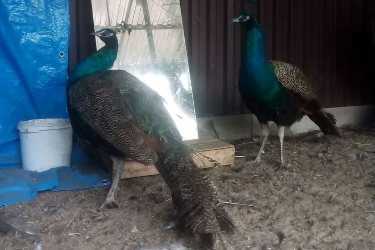 На подворье жительницы Рассказова растут павлины и фазаны