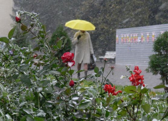 До +1° похолодает в Воронежской области 