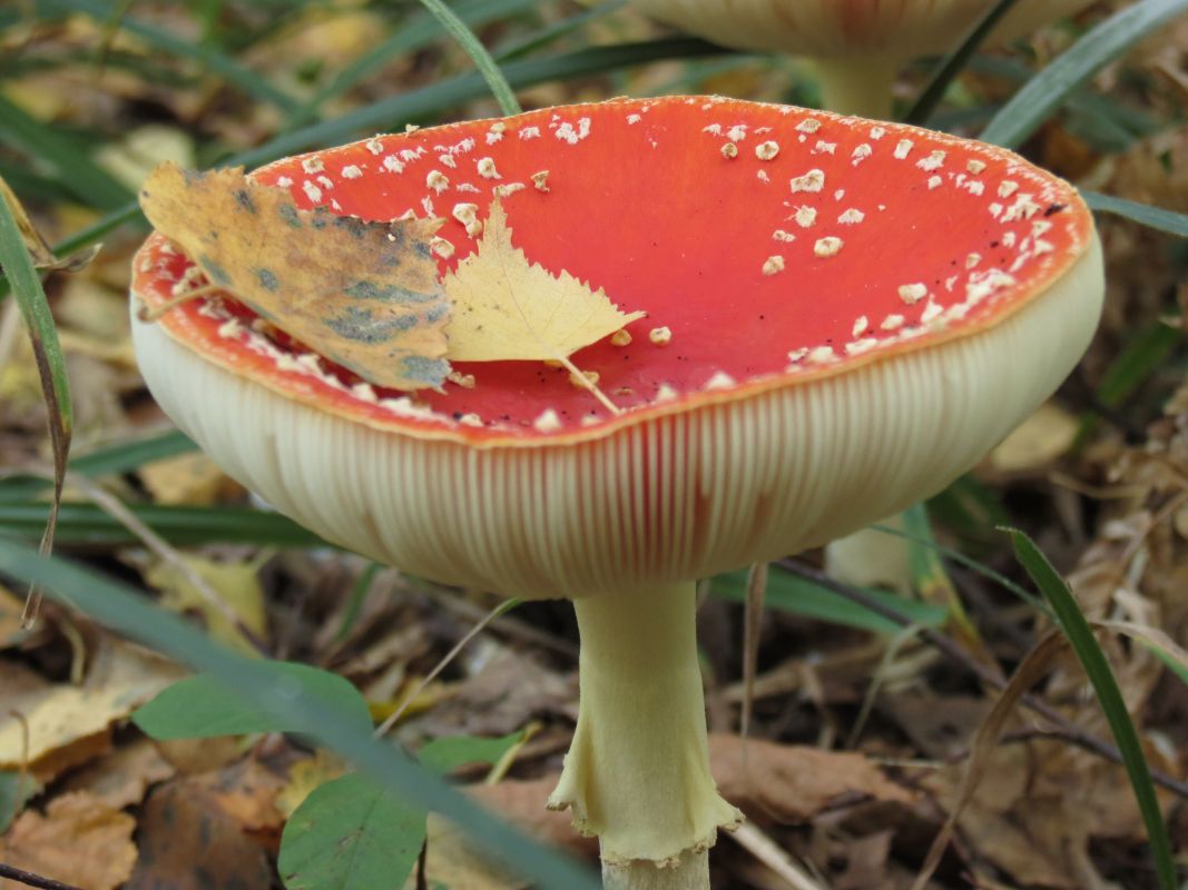 Два человека погибли, отравившись грибами, в Воронеже