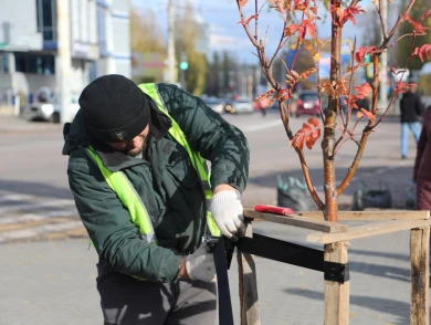 Где на улицах Воронежа появились новые деревья 