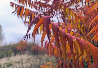 Прогноз погоды в Воронеже на воскресенье, 2 ноября