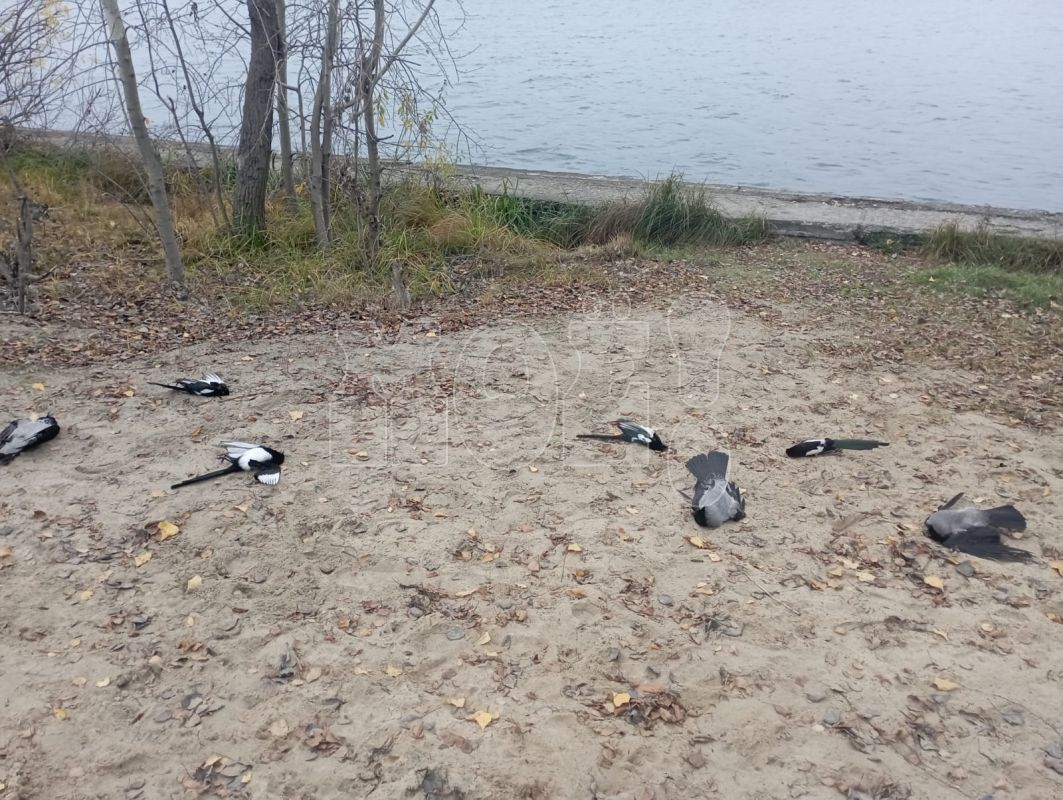 Массовую гибель птиц заметили на берегу Воронежской набережной