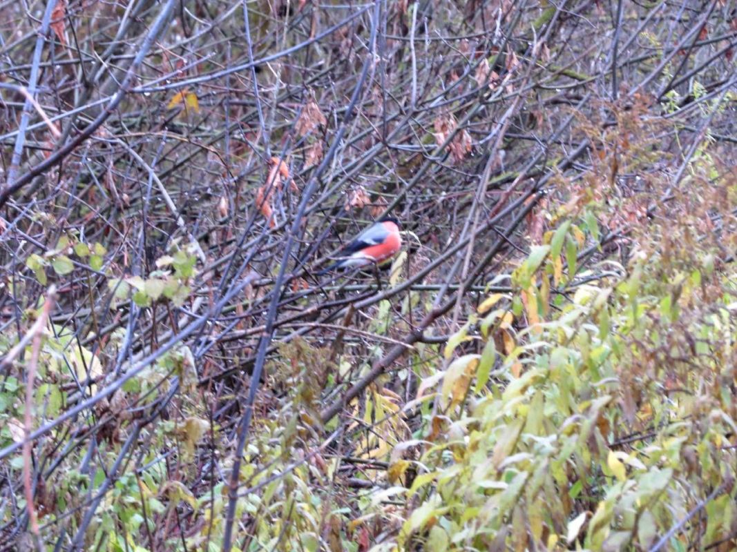 В Курске заметили первых снегирей