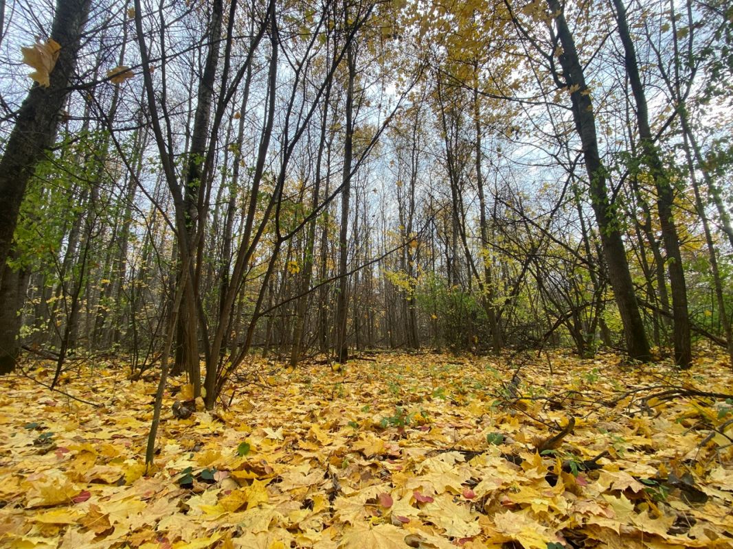 В День военного разведчика в Тамбове облачно и без осадков