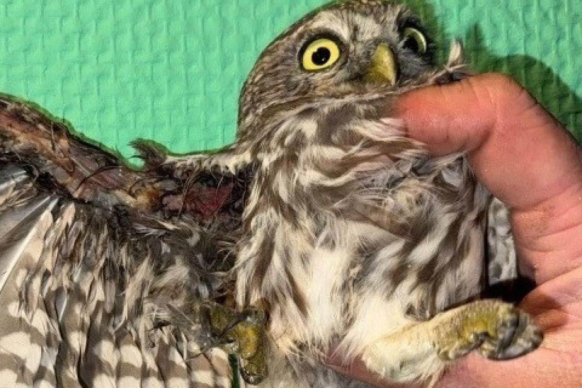 В мичуринском «Русском соколе» спасают сыча из Липецкой области