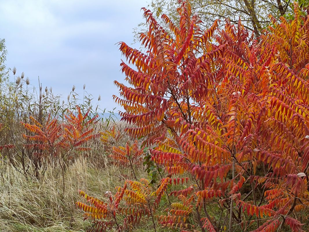 Прогноз погоды в&nbsp;Воронеже на&nbsp;четверг, 6 ноября&nbsp;