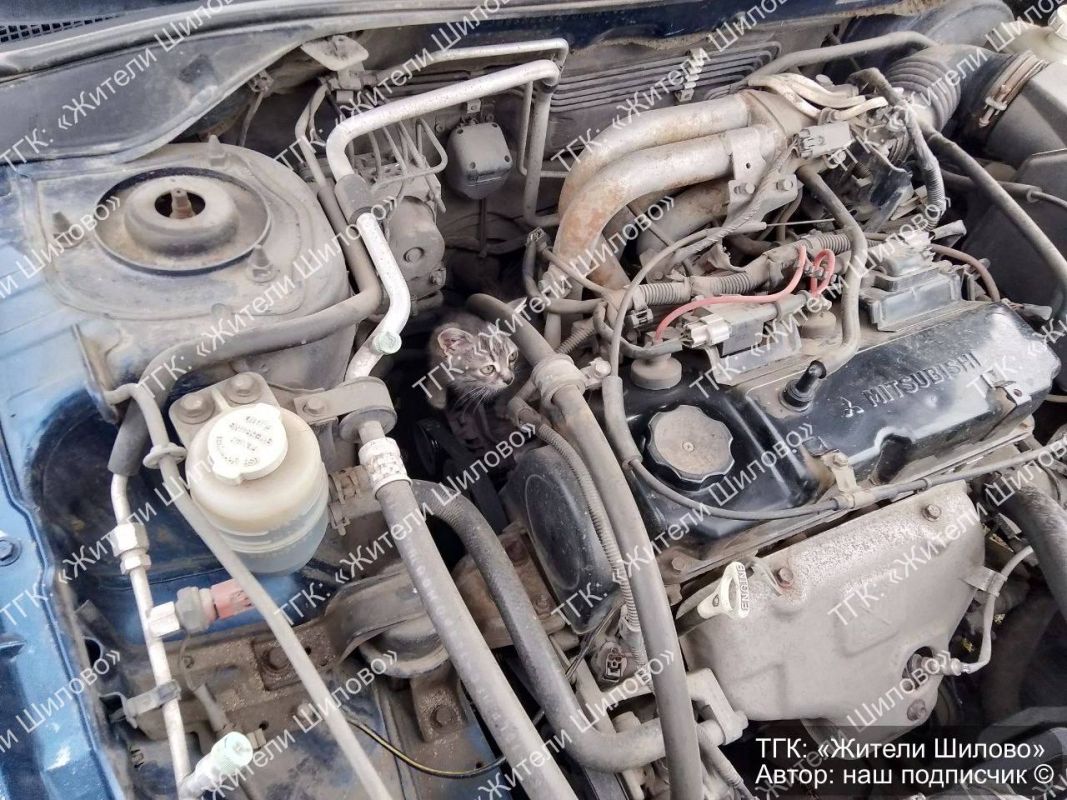 Неожиданную находку обнаружил воронежец под капотом своего авто