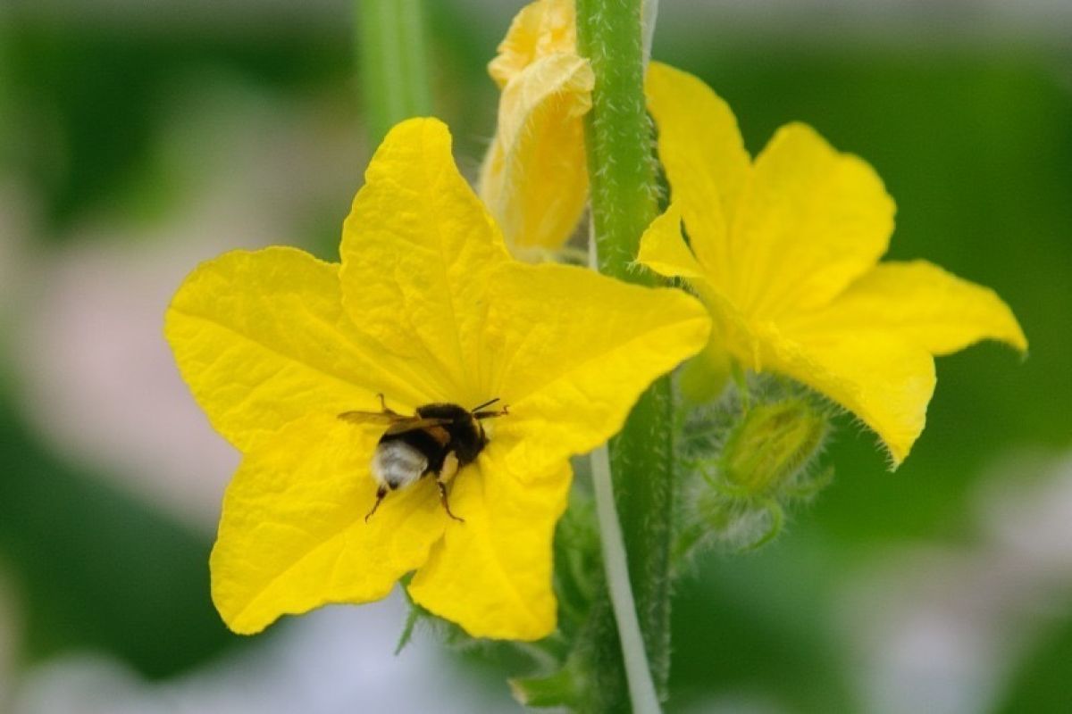 Промышленное производство шмелей наладили в Тамбовской области