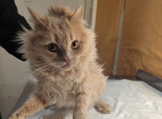 Запертые в воронежской квартире котята ели друг друга, чтобы выжить