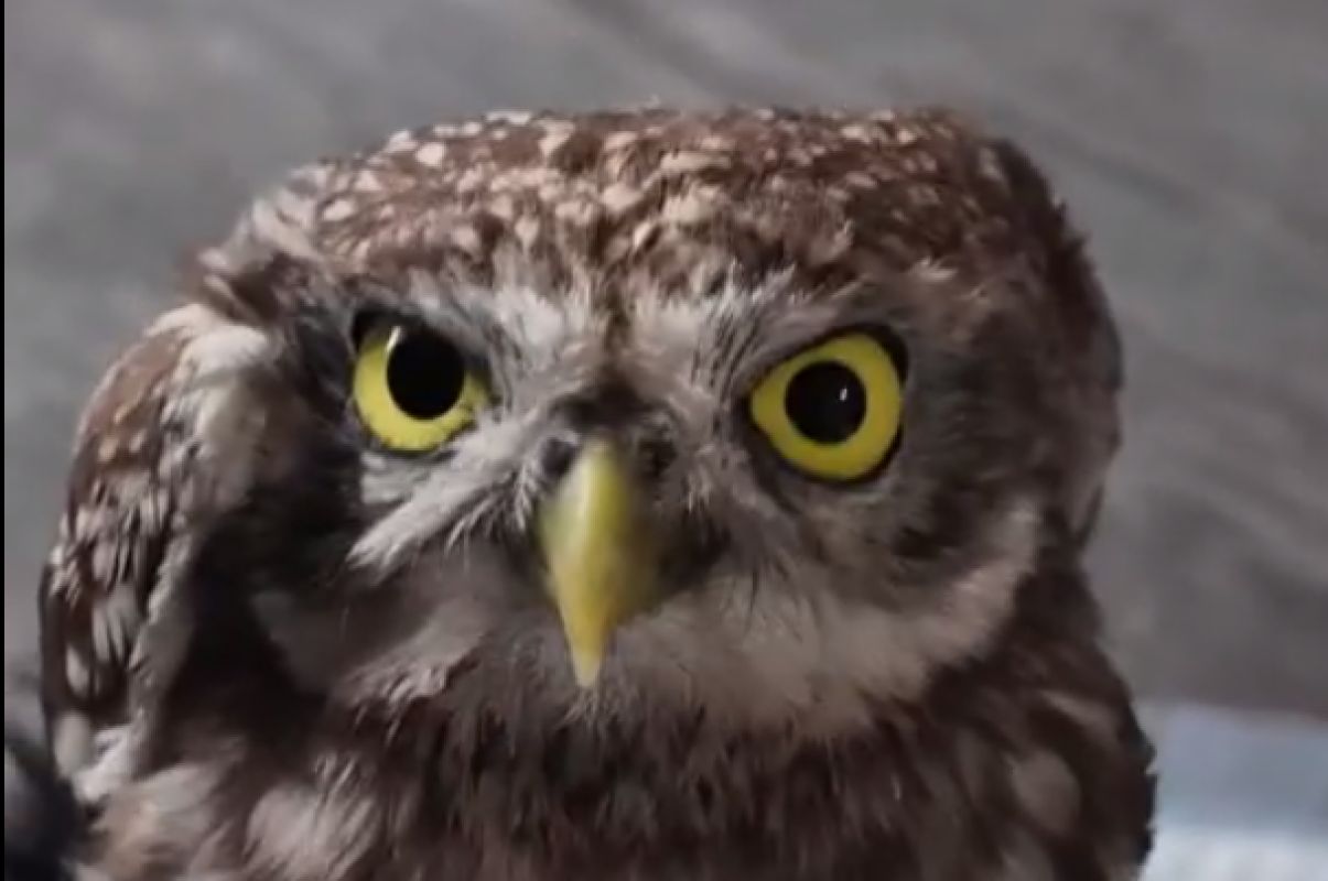 Из опасной ловушки спасли хищную птицу воронежцы