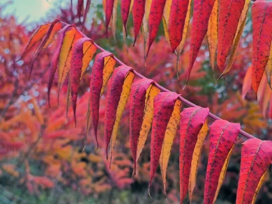 Прогноз погоды в Воронеже на пятницу, 7 ноября