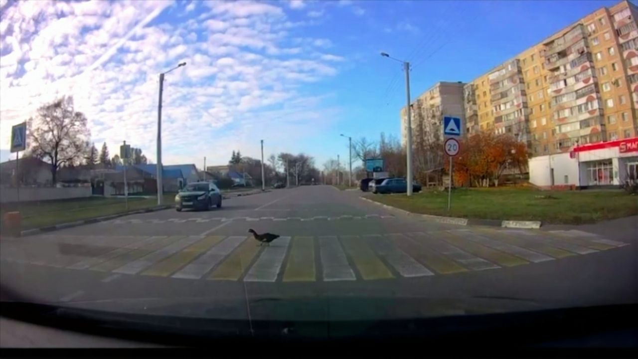 Пернатый пешеход в Старом Осколе продемонстрировал образцовое знание ПДД