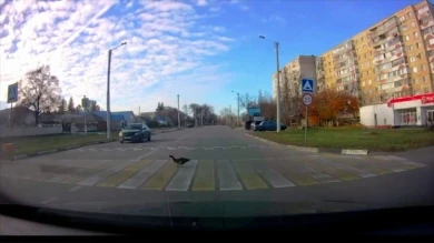 Пернатый пешеход в Старом Осколе продемонстрировал образцовое знание ПДД