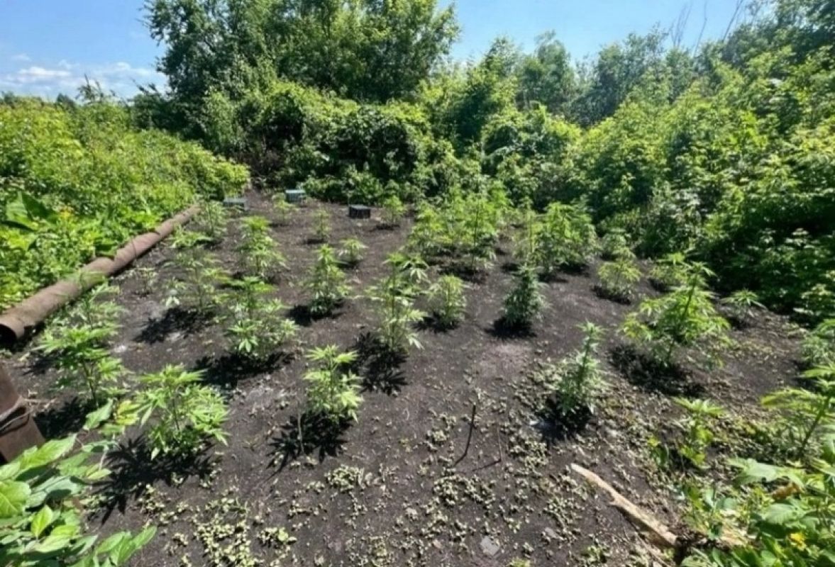 Житель Уварова получил срок за незаконный сбыт наркотиков