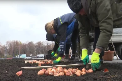 В Воронеже стартовала компания по высадке тюльпанов 