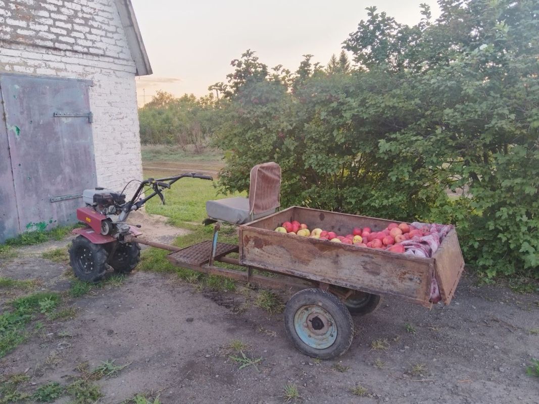 Рекордный урожай яблок собрали в тамбовских садах