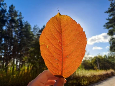 Прогноз погоды в Воронеже на среду, 12 ноября 