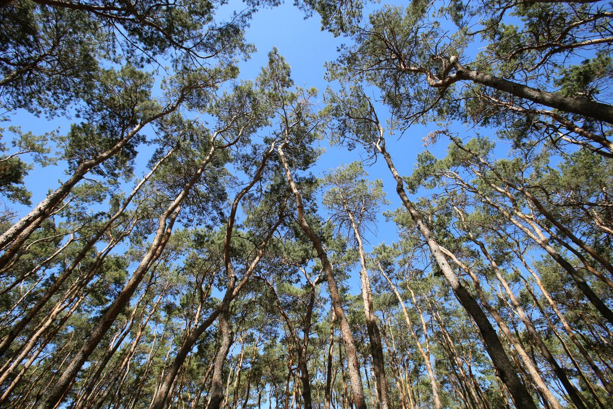 Воронежский бизнесмен попал под&nbsp;суд за&nbsp;контрабанду леса в&nbsp;Туркменистан