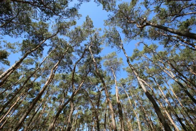 Воронежский бизнесмен попал под суд за контрабанду леса в Туркменистан