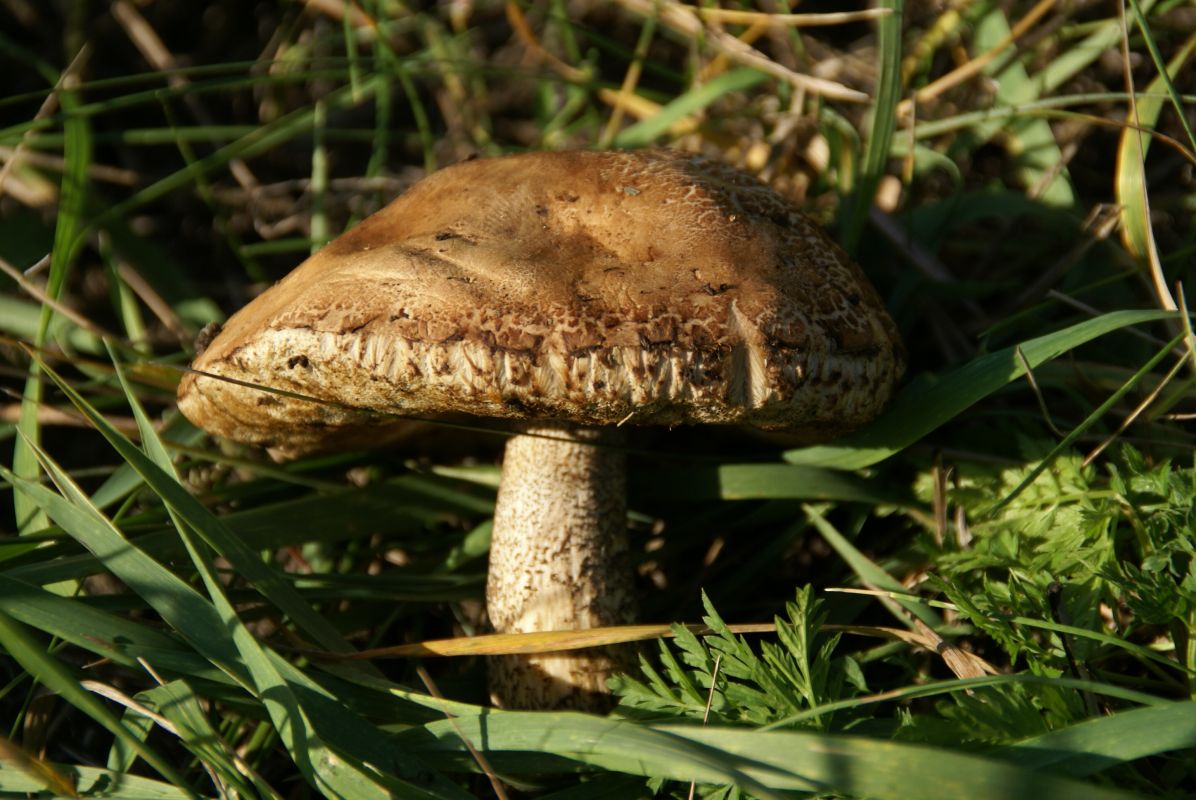 Из-за невыращенных грибов предприниматель заплатит властям более 300 000 рублей