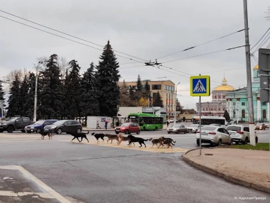 «Не каждый человек так внимателен»: куряне сняли на видео стаю собак, образцово переходящих дорогу