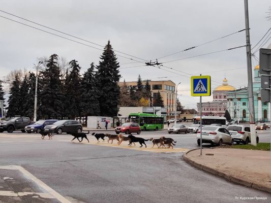 В Курске собаки стаями переходят дорогу по правилам