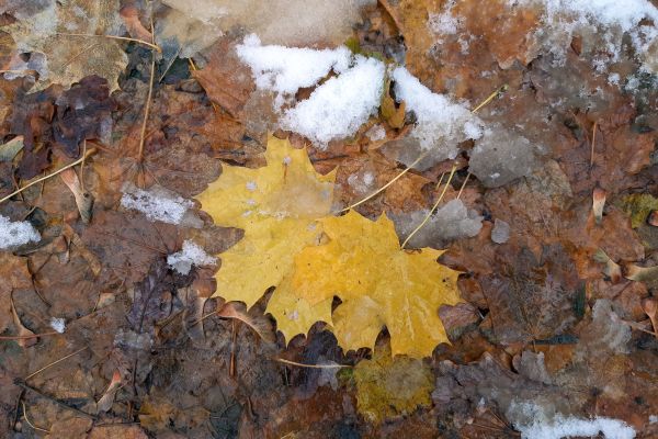 Грядёт зима. Какая погода будет в Воронеже на этих выходных 