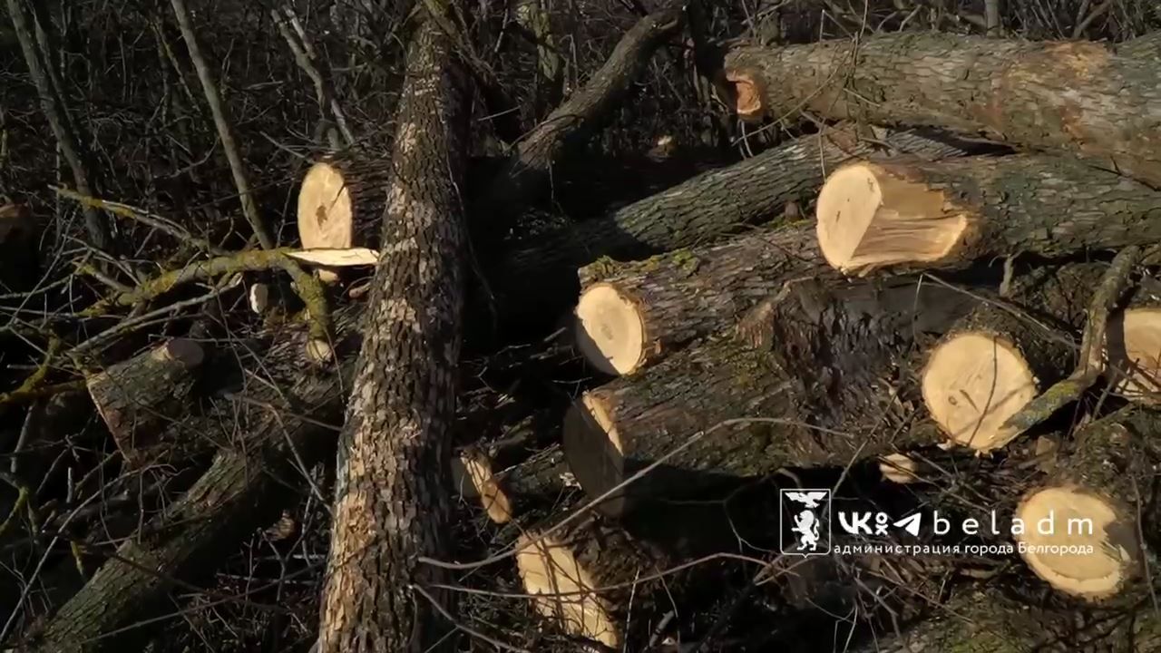 В Белгороде создают стратегический запас дров для печного отопления на случай ЧС
