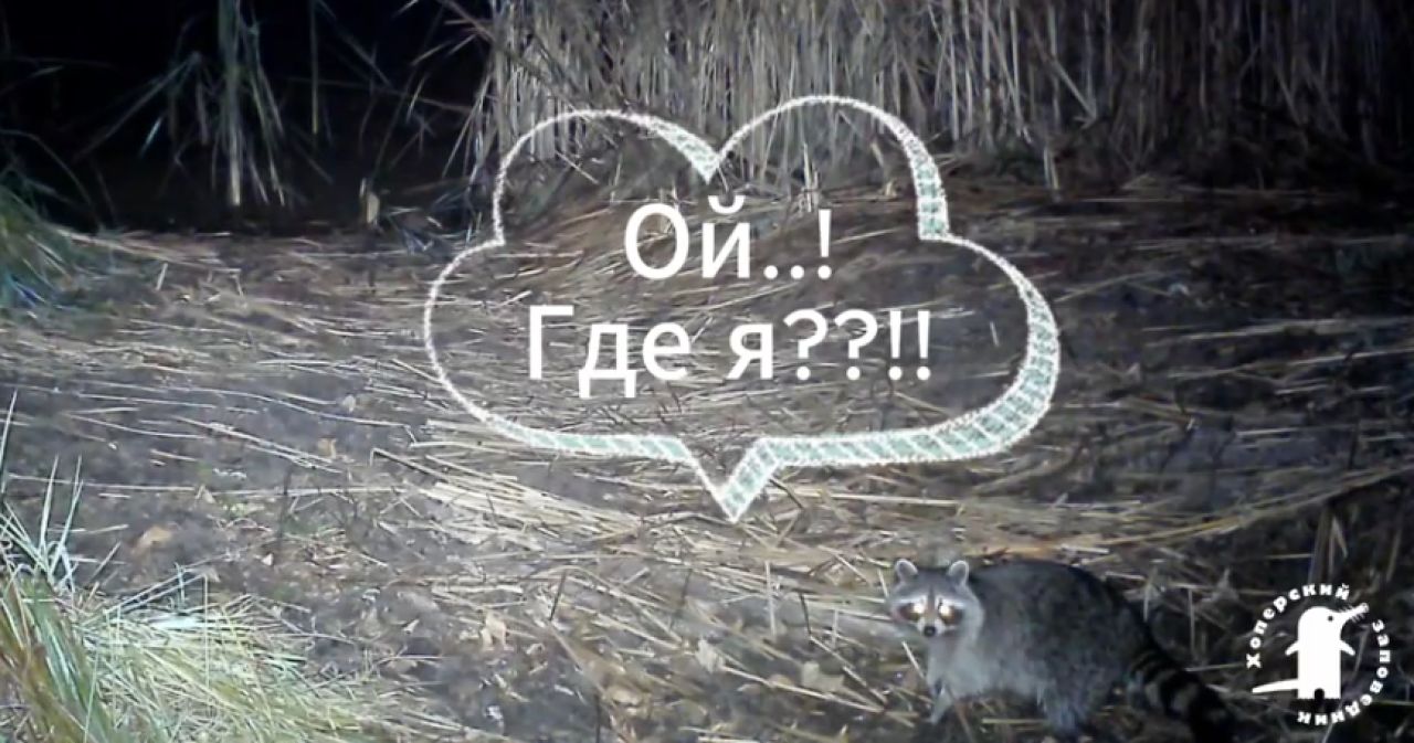 Необычного вселенца впервые заметили на&nbsp;территории заповедника в&nbsp;Воронежской области