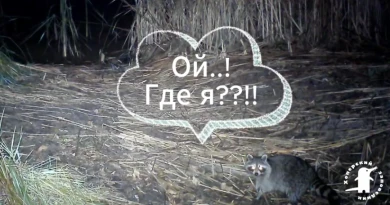 Необычного вселенца впервые заметили на территории заповедника в Воронежской области